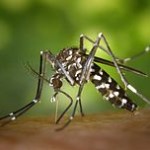 CDC-Gathany-Aedes-albopictus-1