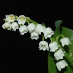 Offrir du muguet le premier mai