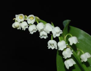 Offrir du muguet le premier mai